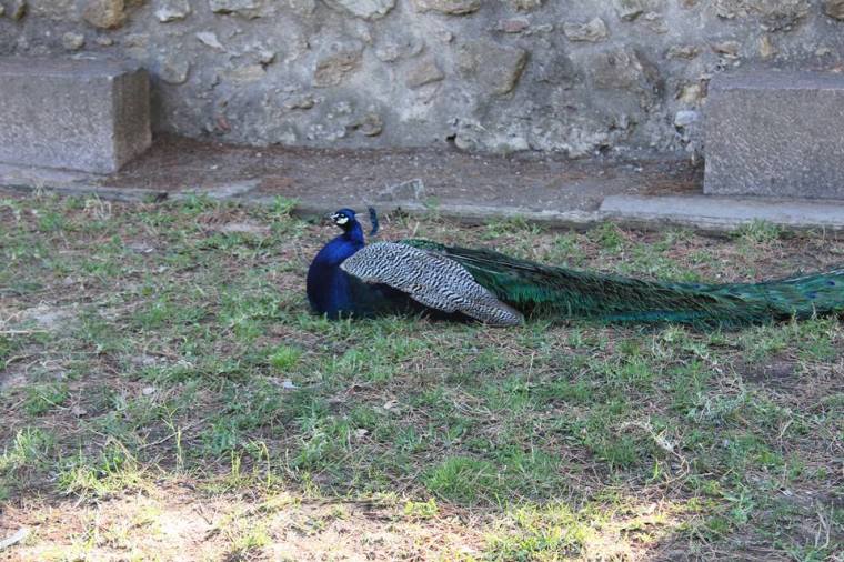 Lisbon peacock