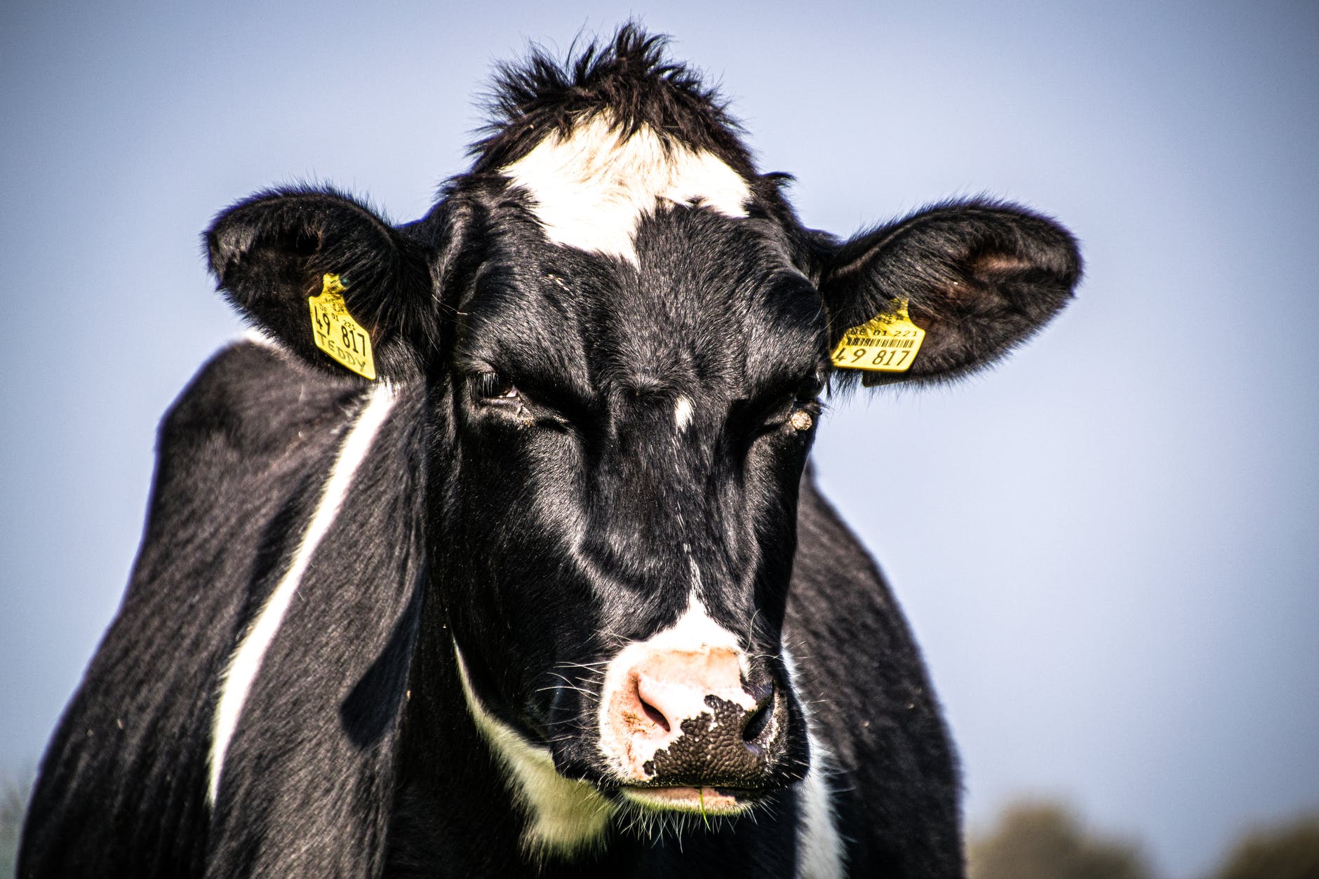 close up photo of cow